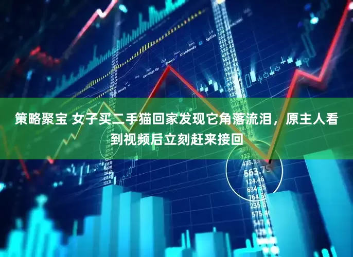 策略聚宝 女子买二手猫回家发现它角落流泪，原主人看到视频后立刻赶来接回